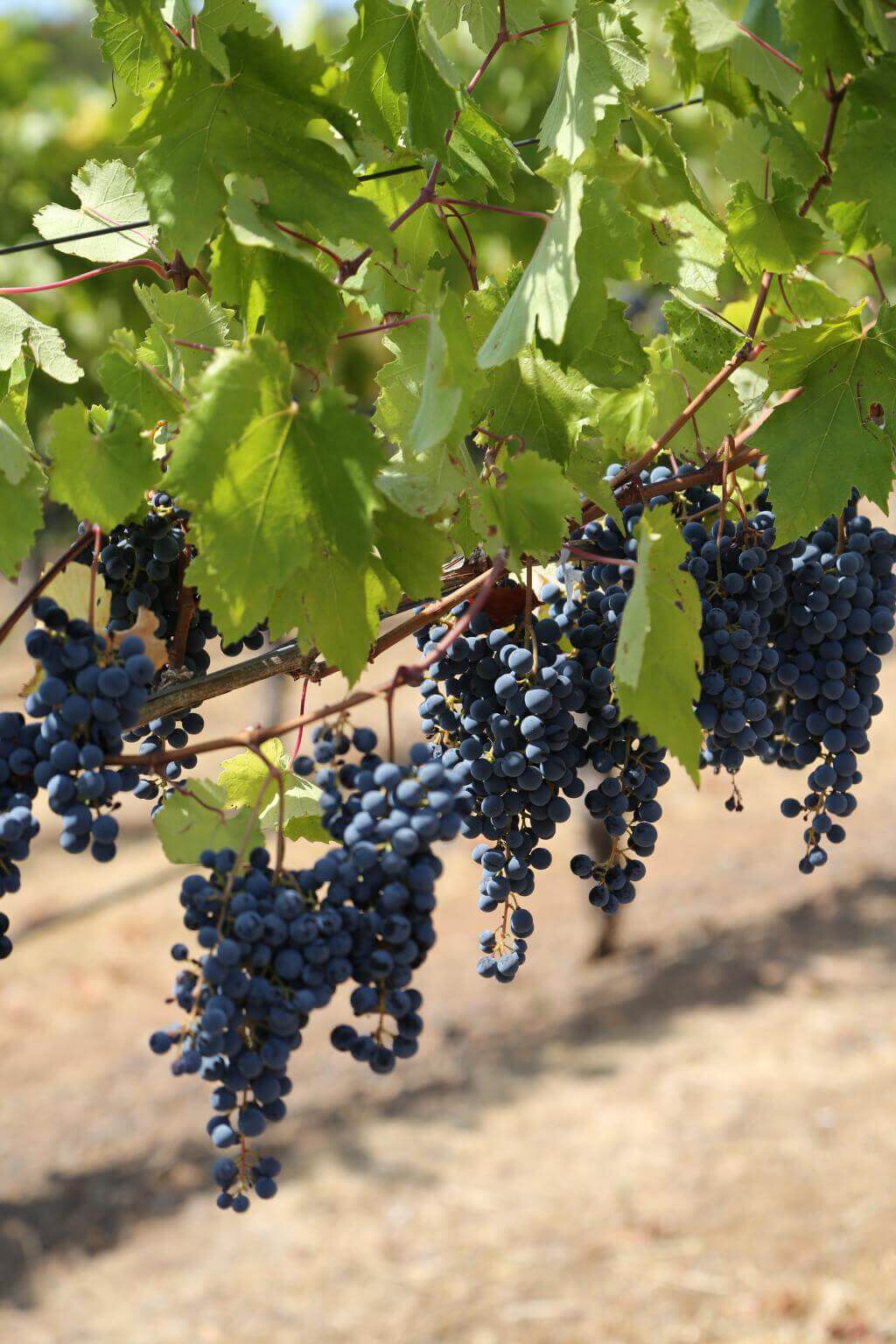 Arrowood grapes