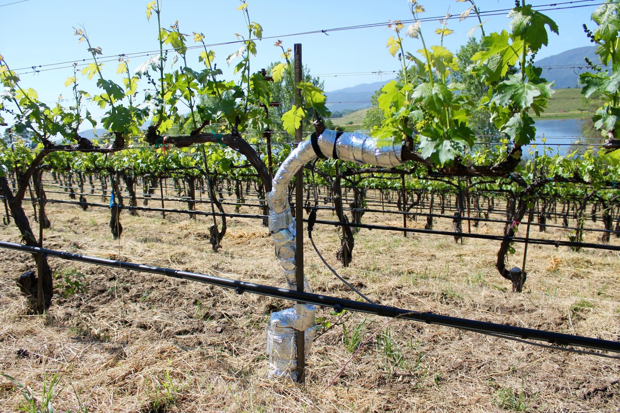 Dry Farmed Vineyard